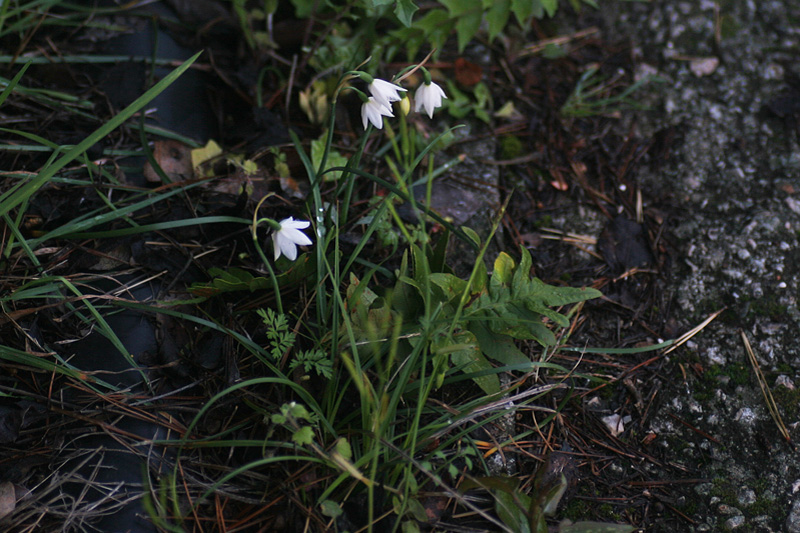 Leucojum nicaeense  / Campanellino nizzardo.